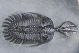 Large, Top Quality Trident Walliserops Trilobite - Timrzit, Morocco #381166-2